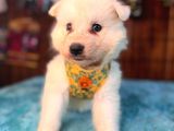 Samoyed bebekler için acele edin