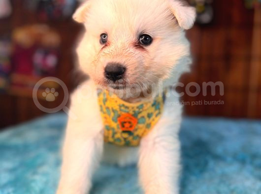 Samoyed Bebekler Için Acele Edin