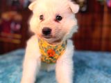 Samoyed Bebekler Için Acele Edin