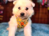 Samoyed Bebekler Için Acele Edin