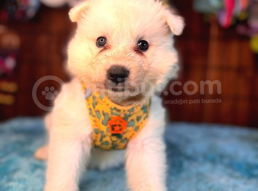 Samoyed Bebekler Için Acele Edin görsel