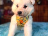 Samoyed Bebekler Için Acele Edin