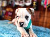 En Iyi Bekçi Köpeği Irkı Dev Amerikan Bulldog