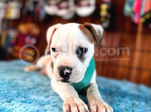 En Iyi Bekçi Köpeği Irkı Dev Amerikan Bulldog görsel