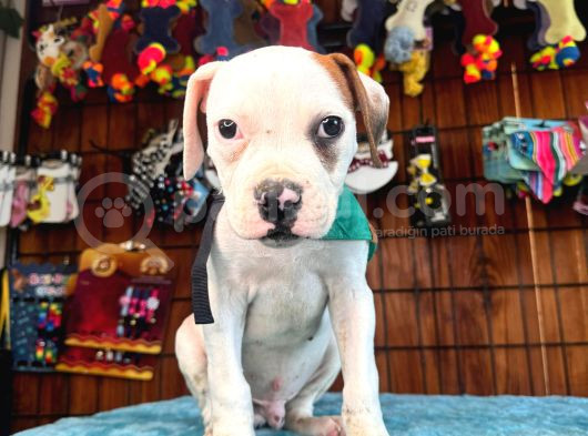 En Iyi Bekçi Köpeği Irkı Dev Amerikan Bulldog görsel