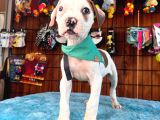 En Iyi Bekçi Köpeği Irkı Dev Amerikan Bulldog