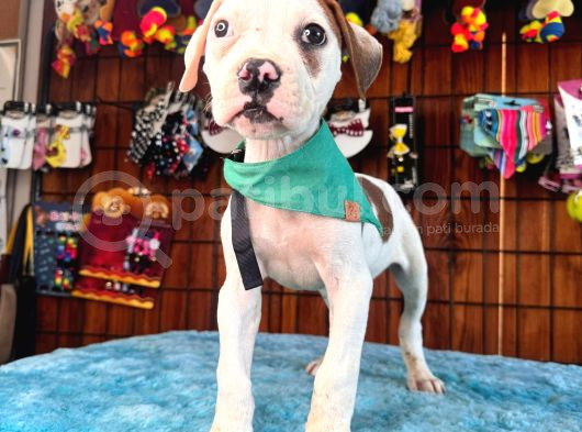 En Iyi Bekçi Köpeği Irkı Dev Amerikan Bulldog görsel