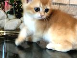 A Kalite Bri̇ti̇sh Shorthai̇r Golden  Yavrular