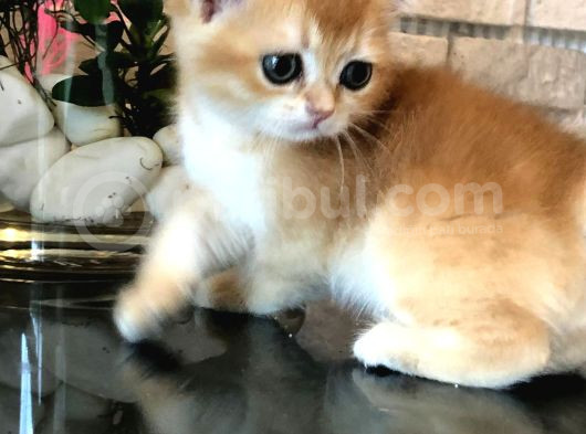 A Kalite Bri̇ti̇sh Shorthai̇r Golden  Yavrular görsel