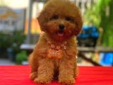 Red braw kıpkırmızı ev üretimi TOOY POODLE 