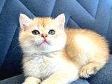 A Kalite Bri̇ti̇sh Shorthai̇r Golden  Yavrular