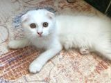 2 Adet Scotti̇sh Fold Di̇şi̇ Tesli̇me Hazir Ponçi̇kler