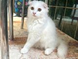 2 ADET SCOTTİSH FOLD DİŞİ TESLİME HAZIR PONÇİKLER