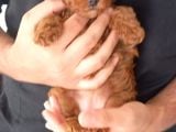Erkek disi Toy poodle yavrularimiz
