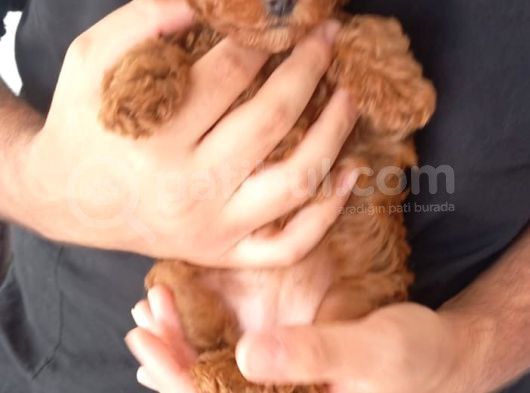 Erkek Disi Toy Poodle Yavrularimiz