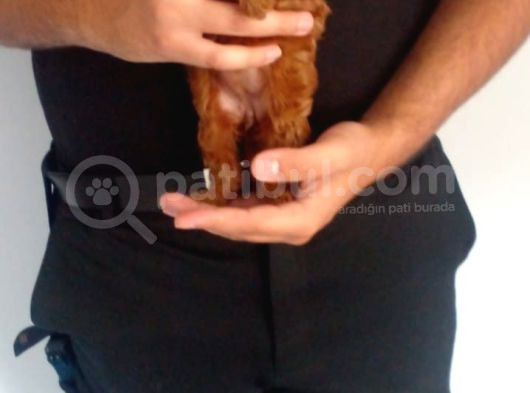 Erkek Disi Toy Poodle Yavrularimiz görsel