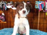 Border Collie Bebekler Için Acele Edin