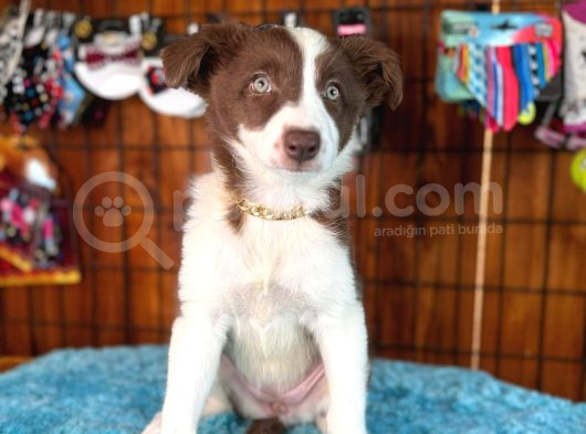 Border Collie Bebekler Için Acele Edin görsel