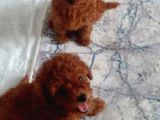 Erkek Disi Toy Poodle Yavrularimiz