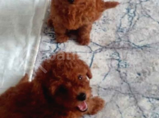 Erkek Disi Toy Poodle Yavrularimiz görsel