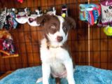 Border Collie Bebekler Için Acele Edin