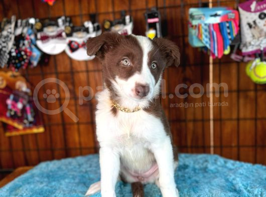 Border Collie Bebekler Için Acele Edin görsel