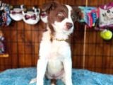 Dunyani̇n En Zeki̇ Irki Kizil Border Collie