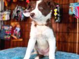 DUNYANİN EN ZEKİ IRKI kIZIL BORDER COLLIE