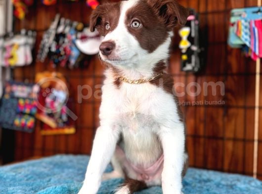Dunyani̇n En Zeki̇ Irki Kizil Border Collie