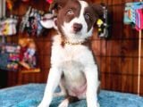 Dunyani̇n En Zeki̇ Irki Kizil Border Collie