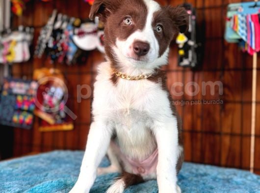 Dunyani̇n En Zeki̇ Irki Kizil Border Collie görsel