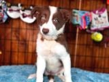 Dunyani̇n En Zeki̇ Irki Kizil Border Collie