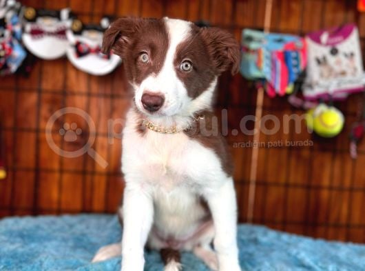 Dunyani̇n En Zeki̇ Irki Kizil Border Collie görsel