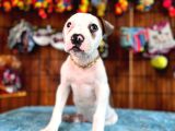 American Bulldog Yavrularımız Güç Sevenlere