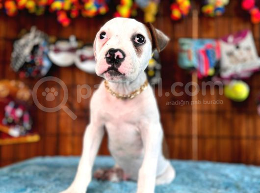 American Bulldog Yavrularımız Güç Sevenlere görsel