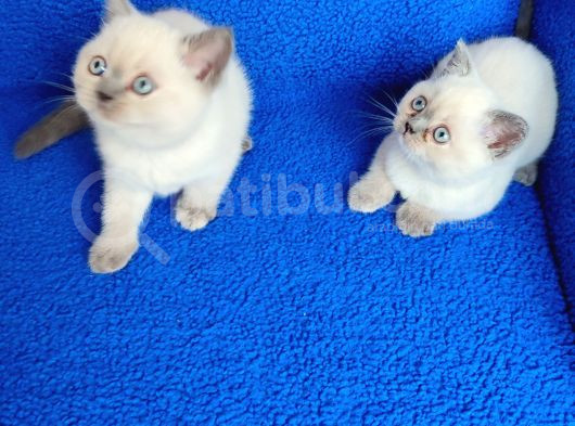 Sahi̇plendi̇ri̇lmeye Hazir Bri̇ti̇sh Ponçi̇kler görsel