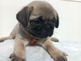 Aşılı Ve Tuvalet Eğitimli Pug Bebeklerim