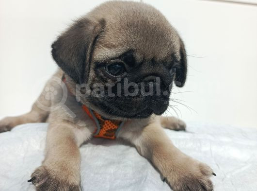 Aşılı Ve Tuvalet Eğitimli Pug Bebeklerim görsel