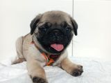 Aşılı Ve Tuvalet Eğitimli Pug Bebeklerim