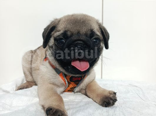 Aşılı Ve Tuvalet Eğitimli Pug Bebeklerim görsel