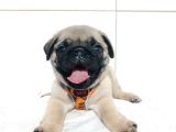 Aşılı Ve Tuvalet Eğitimli Pug Bebeklerim