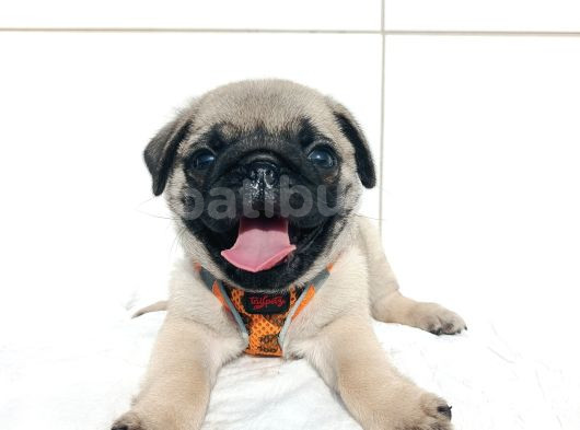 Aşılı Ve Tuvalet Eğitimli Pug Bebeklerim görsel