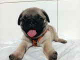 Aşılı ve tuvalet eğitimli pug bebeklerim