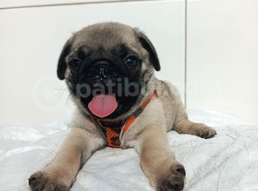 Aşılı Ve Tuvalet Eğitimli Pug Bebeklerim