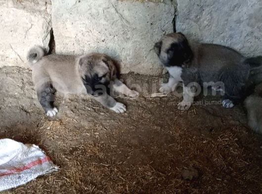 Sivasın Has Kangallarından Yavrular görsel