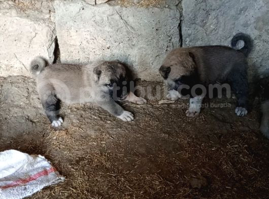 Sivasın Has Kangallarından Yavrular görsel