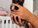 Scottish Fold ve British kediler sahiplendirilecektir