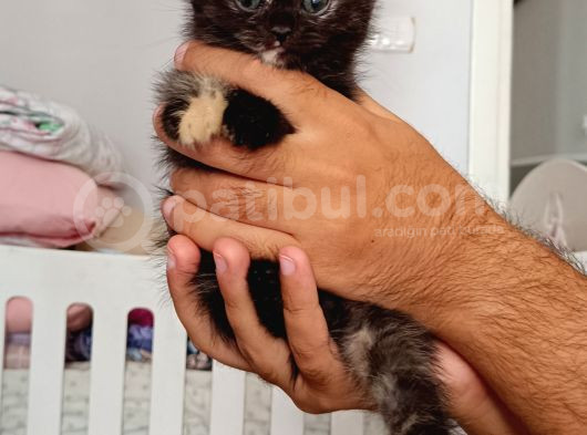 Scottish Fold Ve British Kediler Sahiplendirilecektir