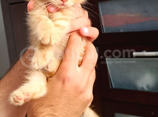 Scottish Fold Ve British Kediler Sahiplendirilecektir görsel