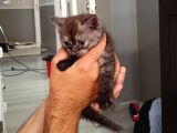 Scottish Fold Ve British Kediler Sahiplendirilecektir